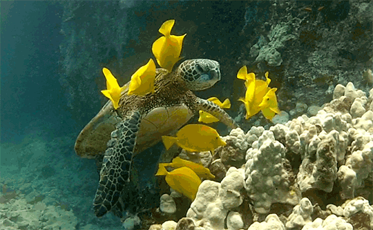 Sea turtle 3GIF.gif